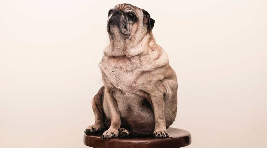 Fettleibigkeit beim Hund: Das kannst du tun