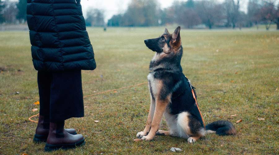 Gelassen im Alltag: Diese Kommandos sollte dein Hund kennen